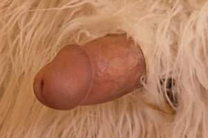 wild fuck